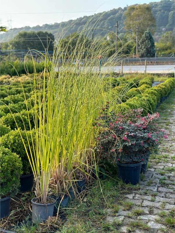 Cortaderia Selloana
