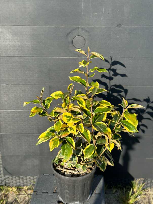 Elaeagnus Ebbingei