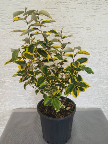 Elagnus Angustifolia