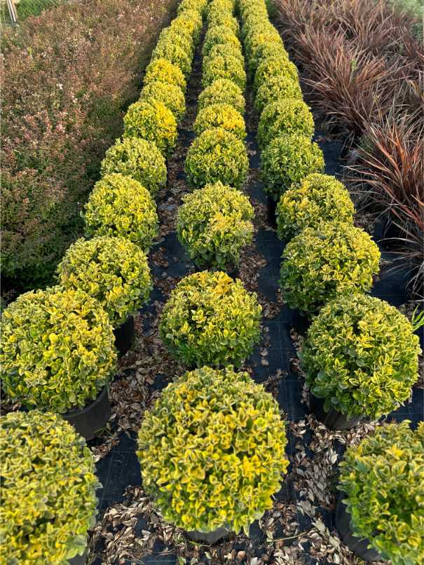 Euonymus Fortunei