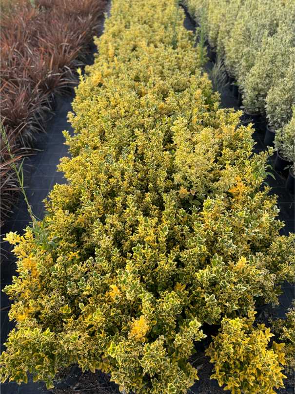 Euonymus Fortunei