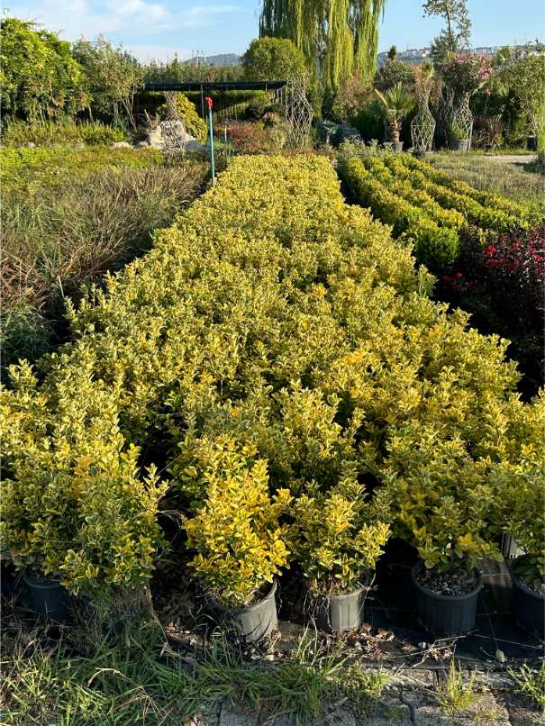 Euonymus Fortunei