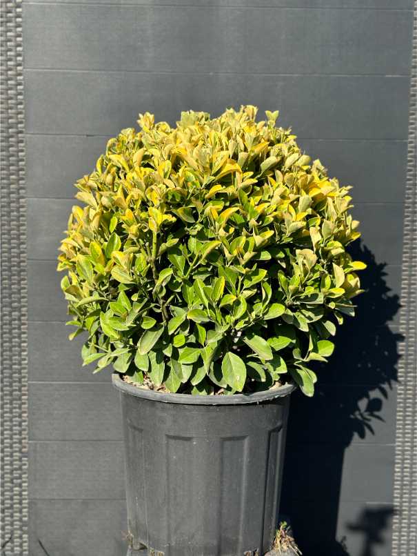 Euonymus Fortunei