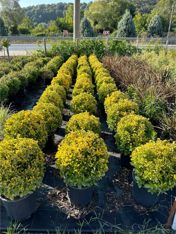 Euonymus Fortunei