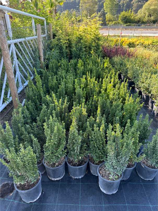 Euonymus Fortunei
