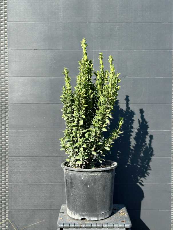Euonymus Fortunei