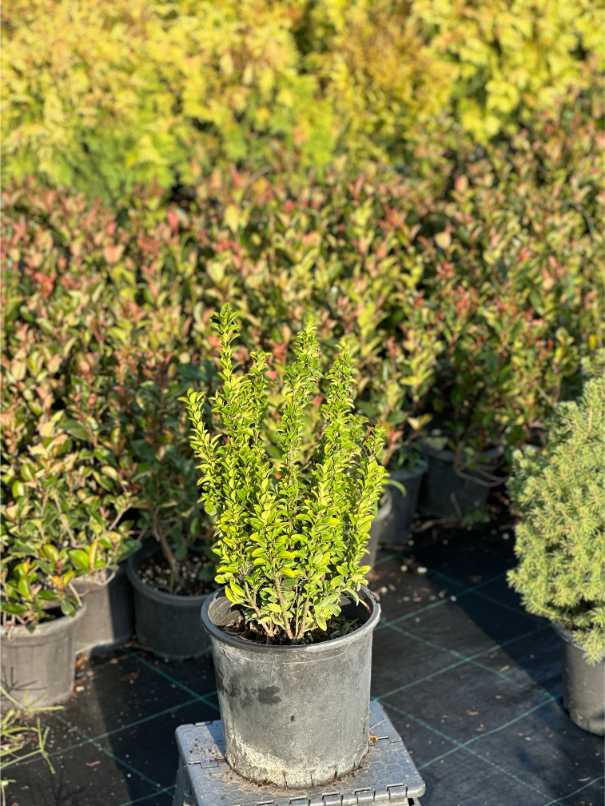 Euonymus Fortunei