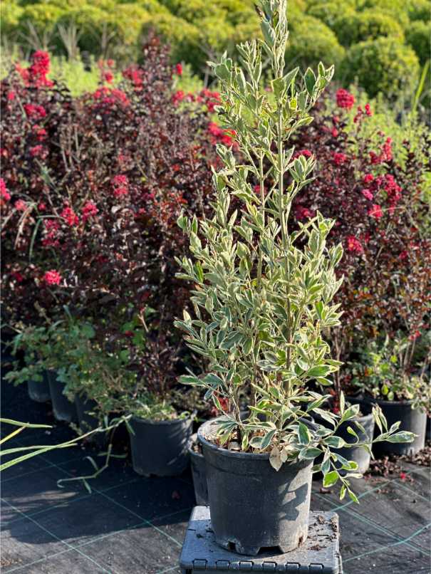 Euonymus Fortunei