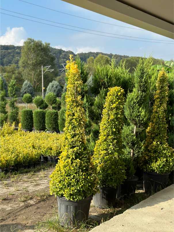 Euonymus Fortunei
