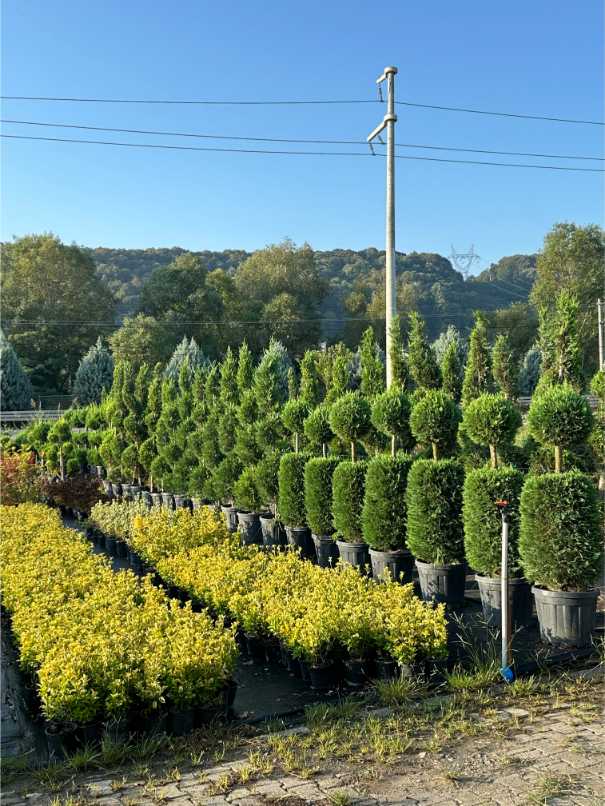 Euonymus Fortunei