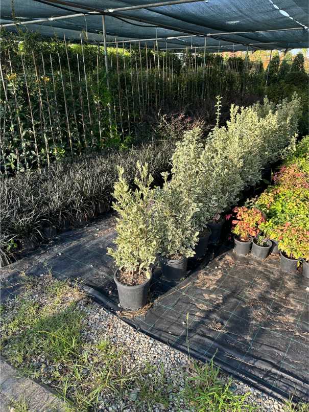 Euonymus Fortunei