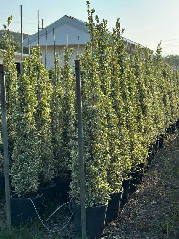 Euonymus Fortunei