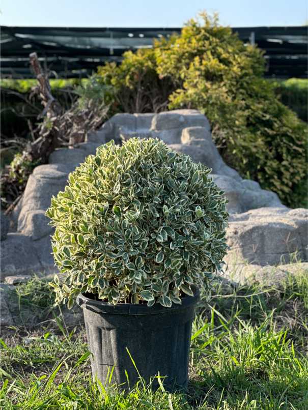 Euonymus Fortunei