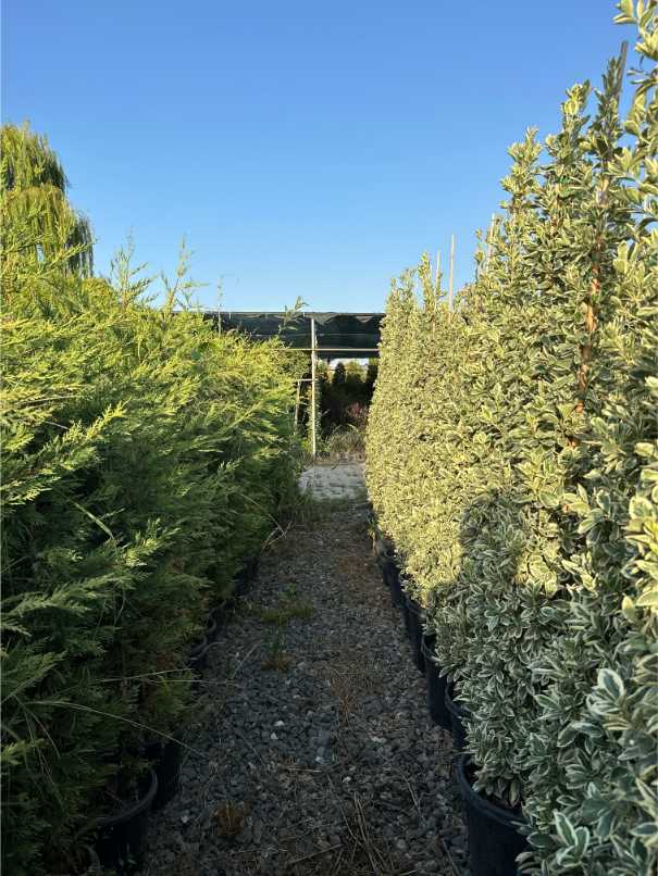 Euonymus Fortunei