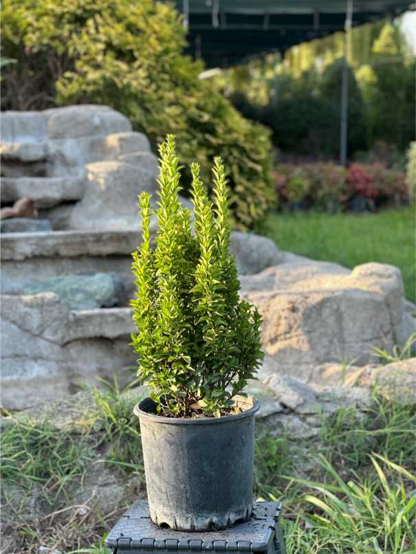 Euonymus Fortunei