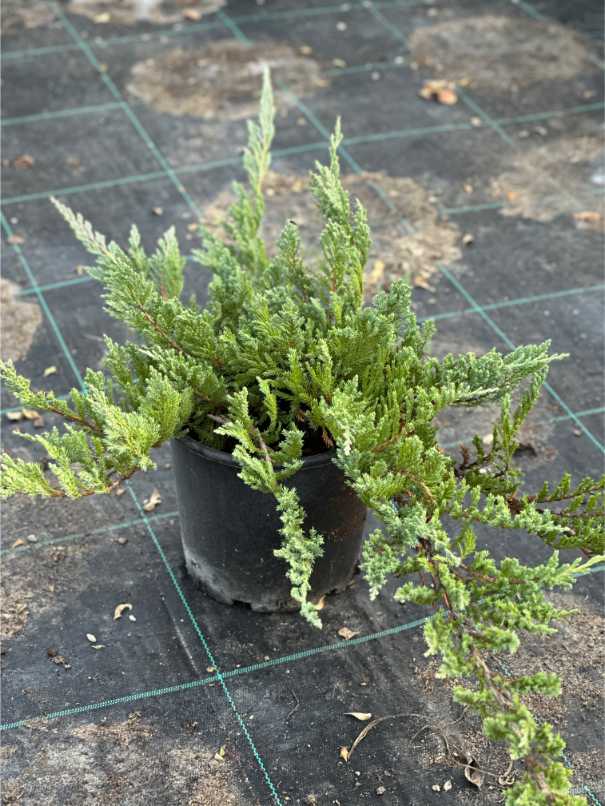 Juniperus Sabina