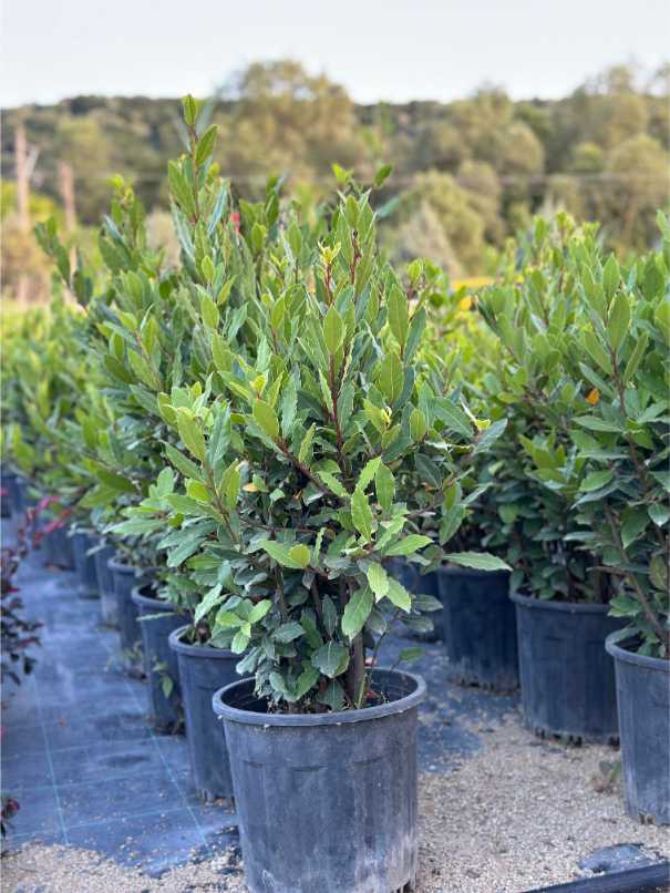 Laurus Nobilis