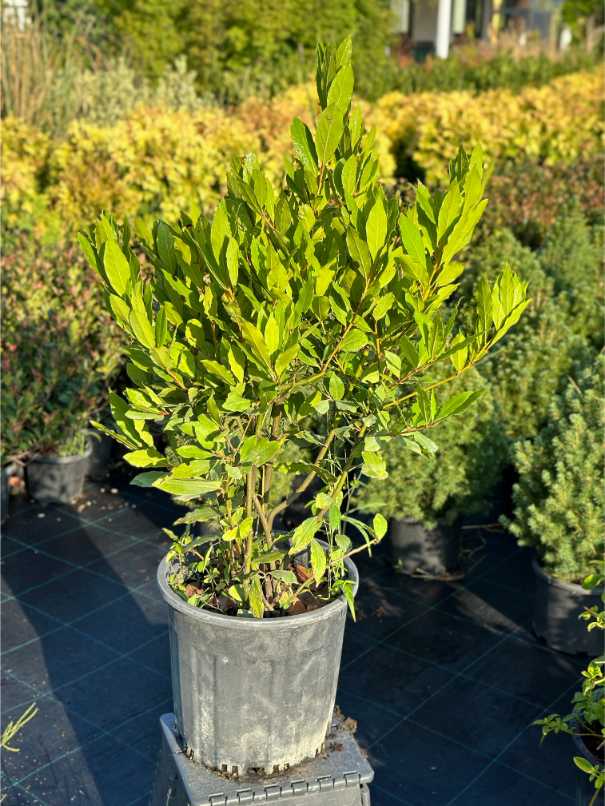 Laurus Nobilis