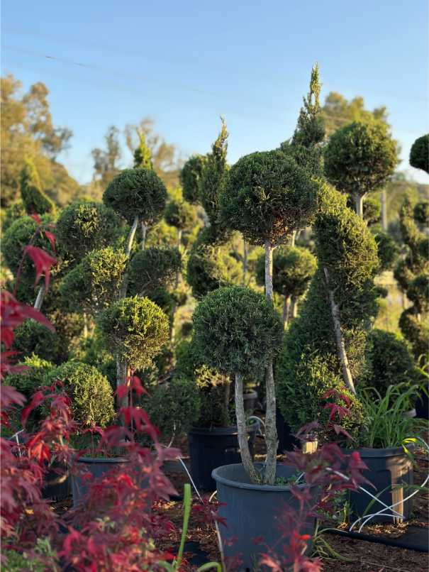 Leylandii Cupressus