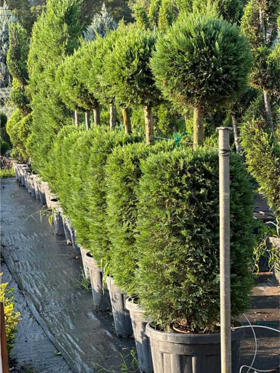Leylandii Cupressus