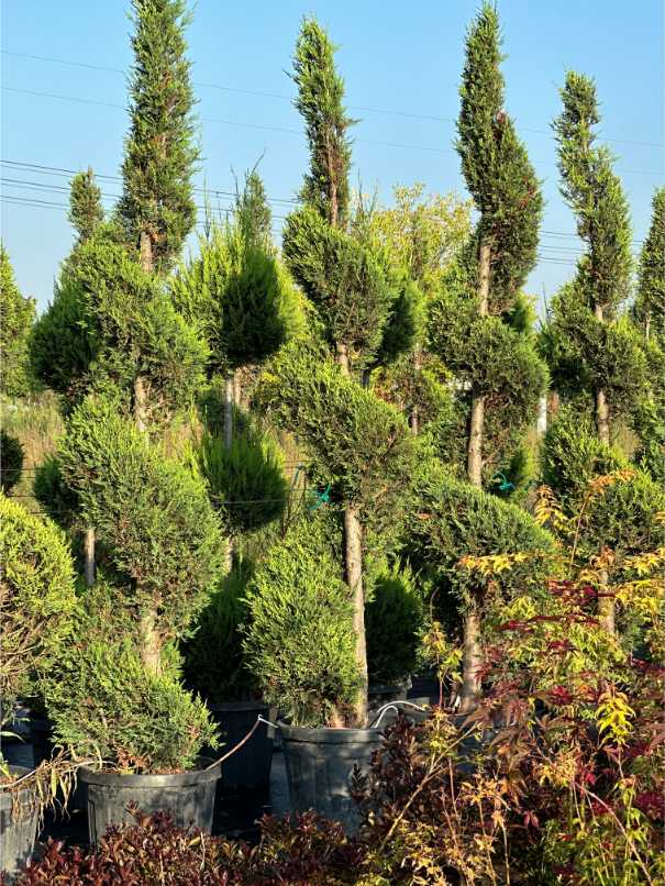 Leylandii Cupressus