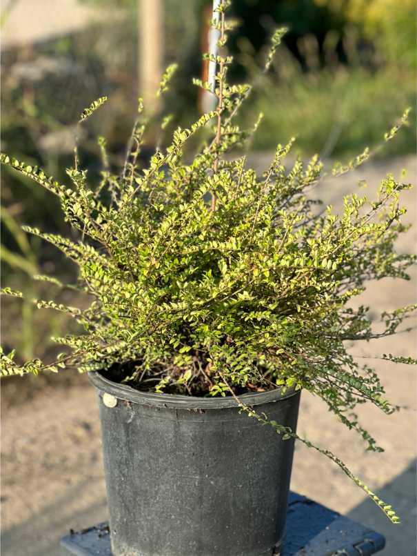 Lonicera Nitida