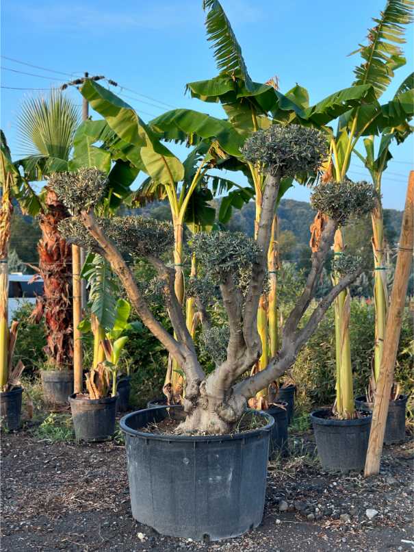 Ligustrum Texanum