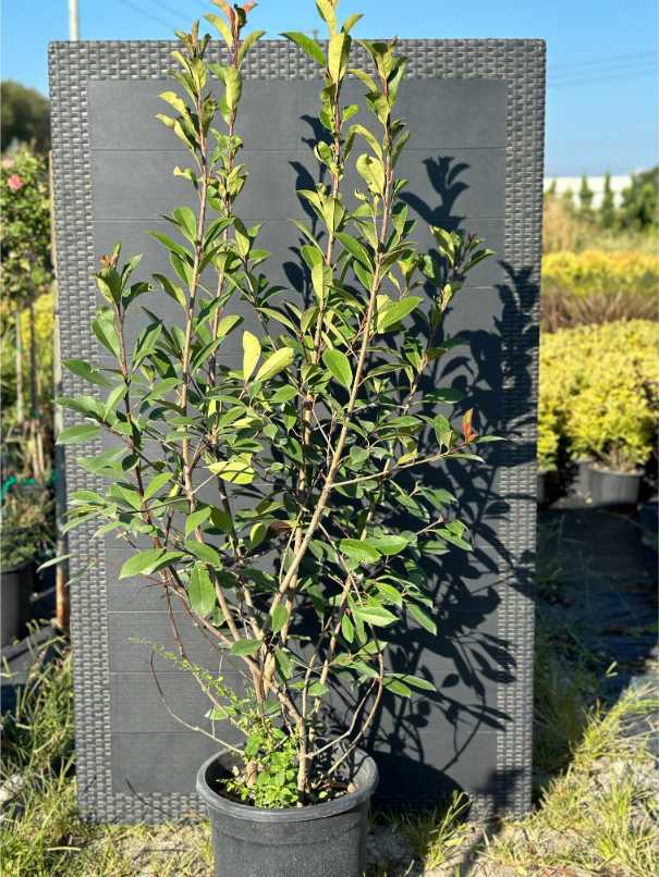 Photinia Red Robin