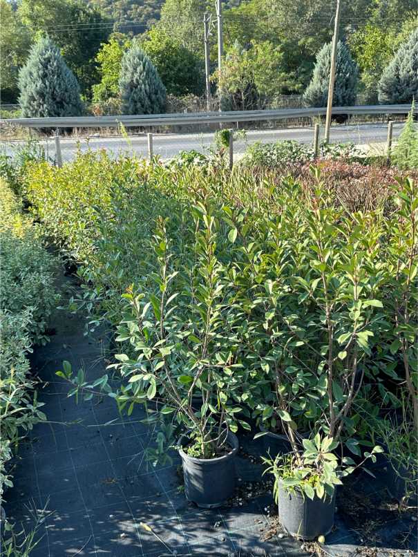 Photinia Red Robin