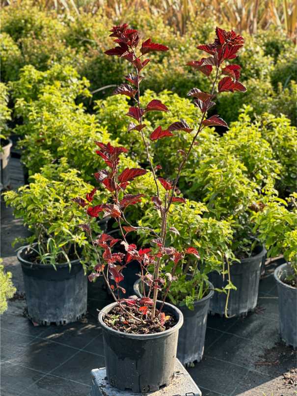 Physocarpus