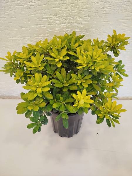 Pittosporum Nana