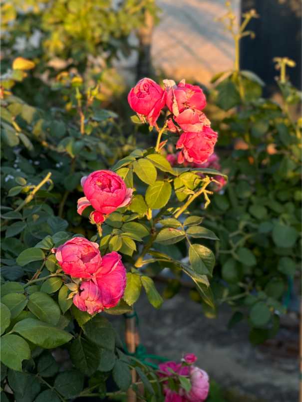 Rosa Half Tige