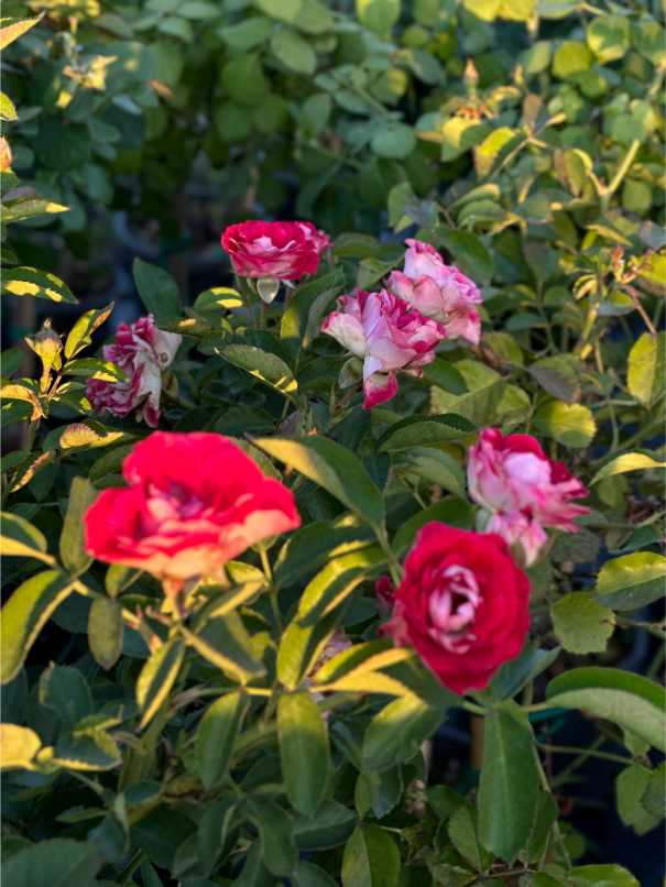 Rosa Half Tige