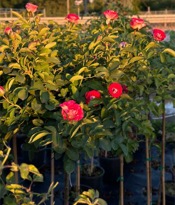 Rosa Half Tige