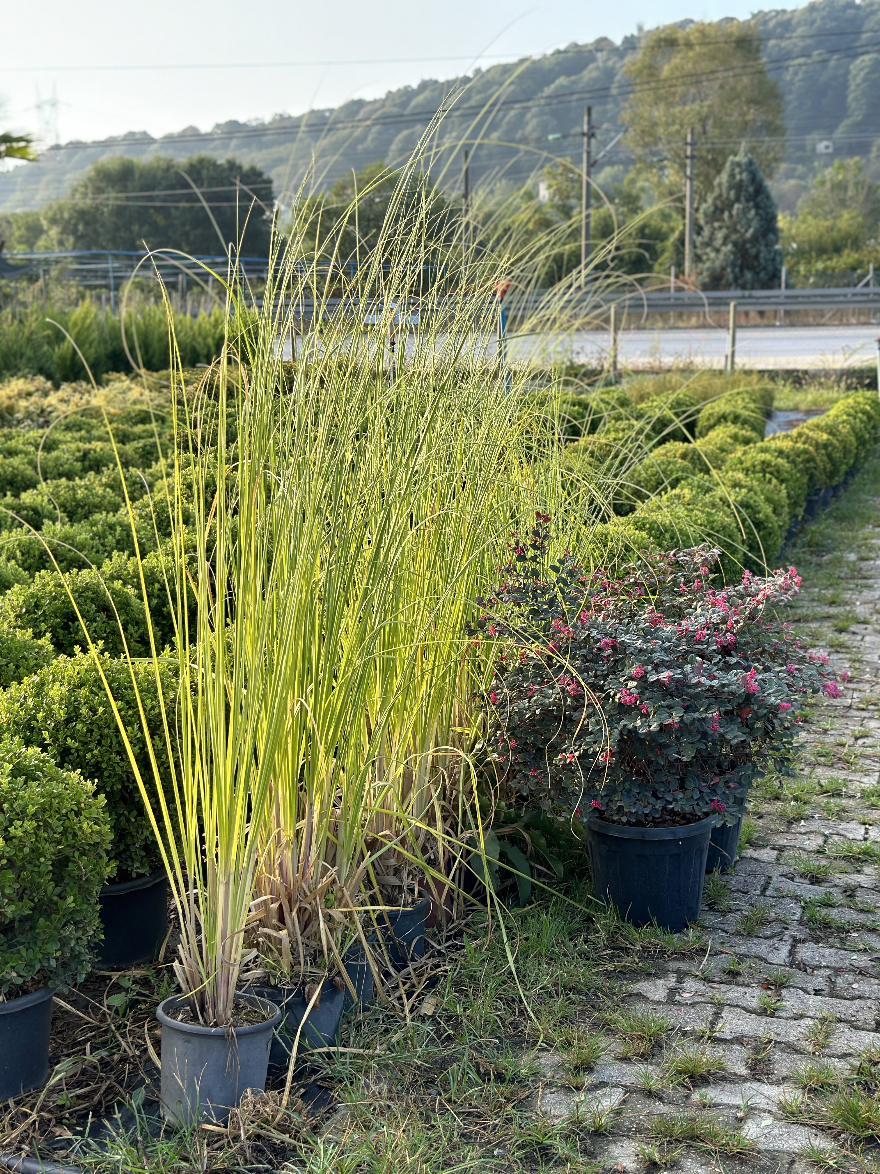 Cortaderia Selloana