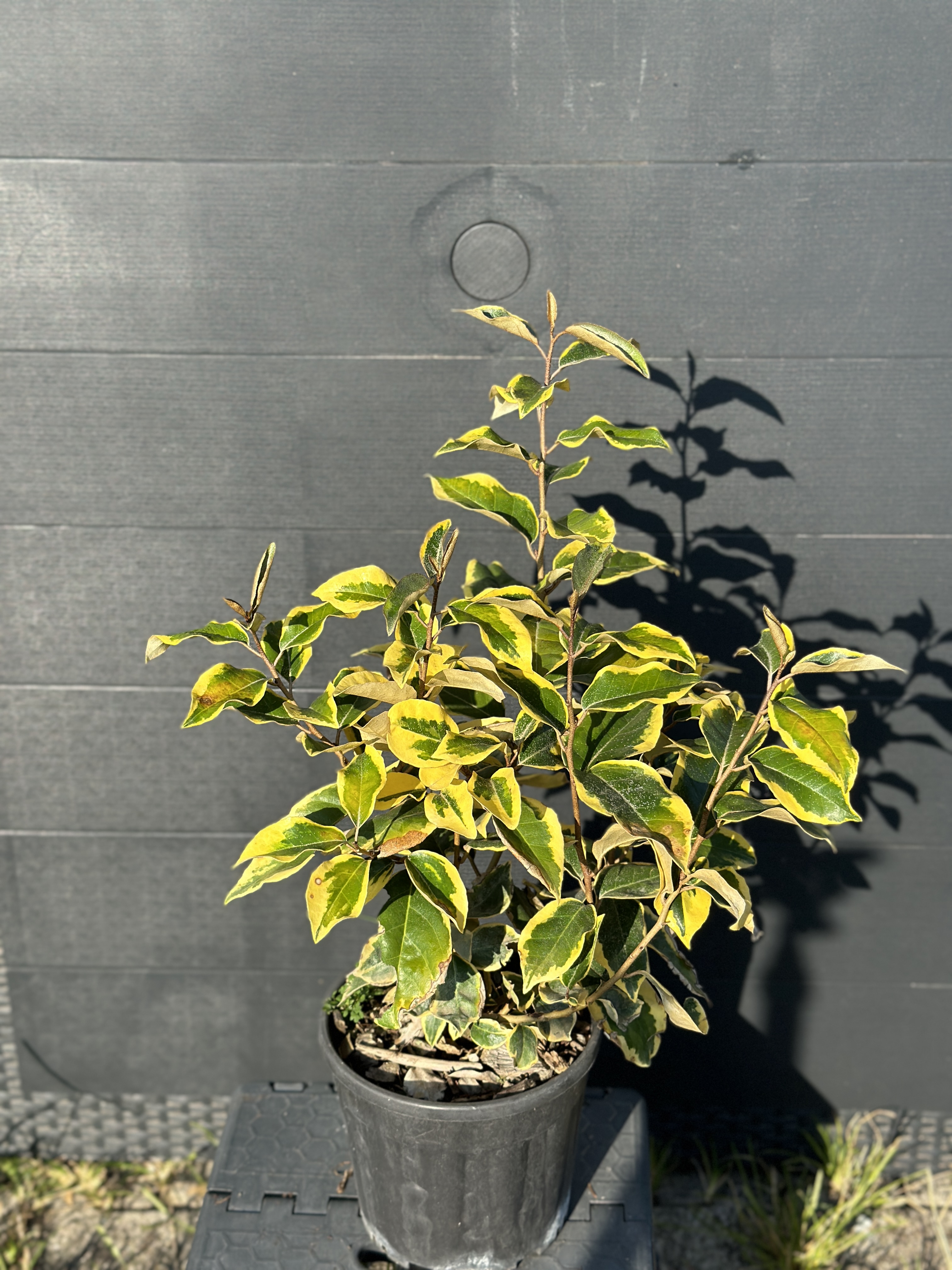 Elaeagnus Ebbingei