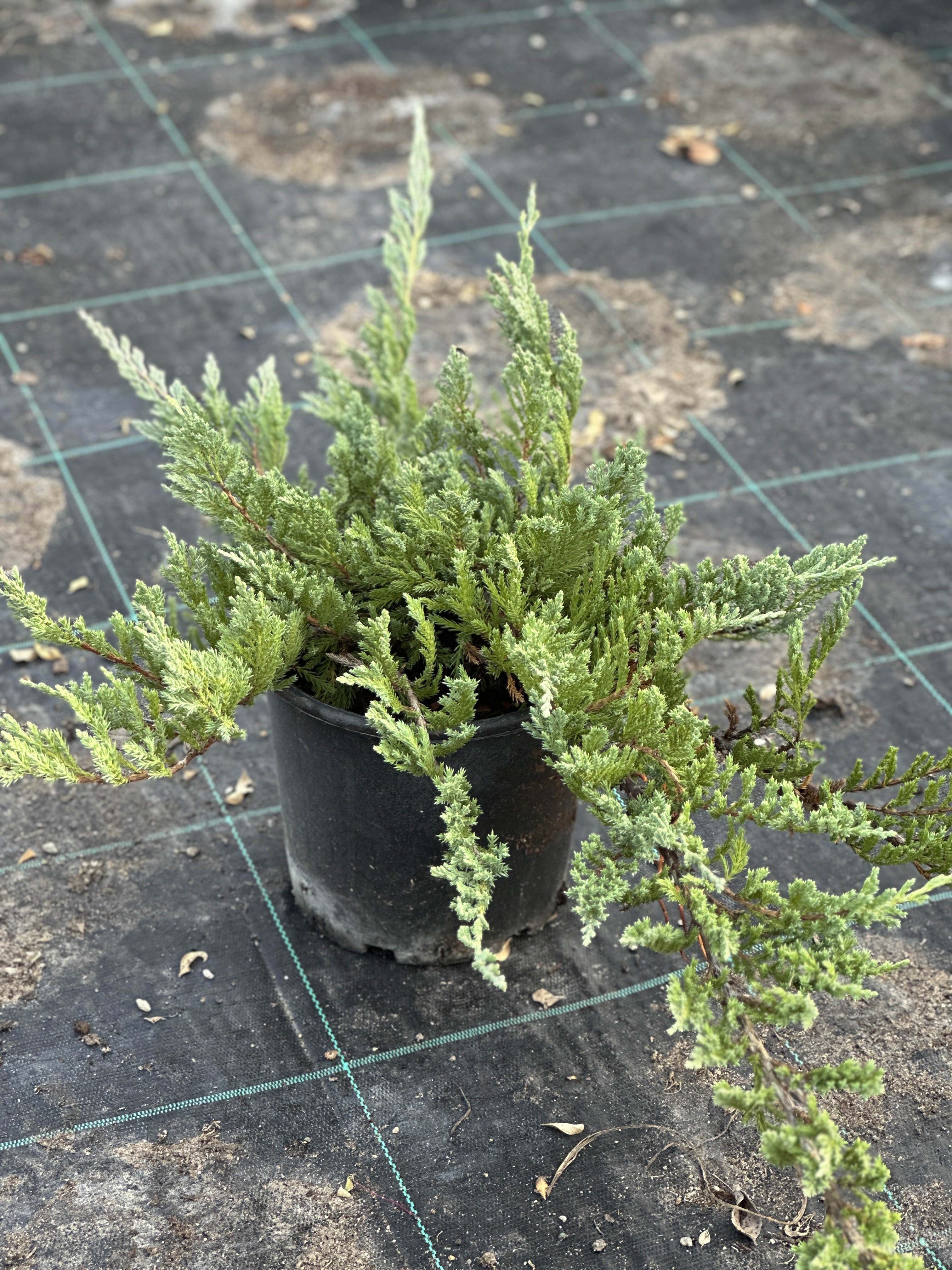 Juniperus Sabina