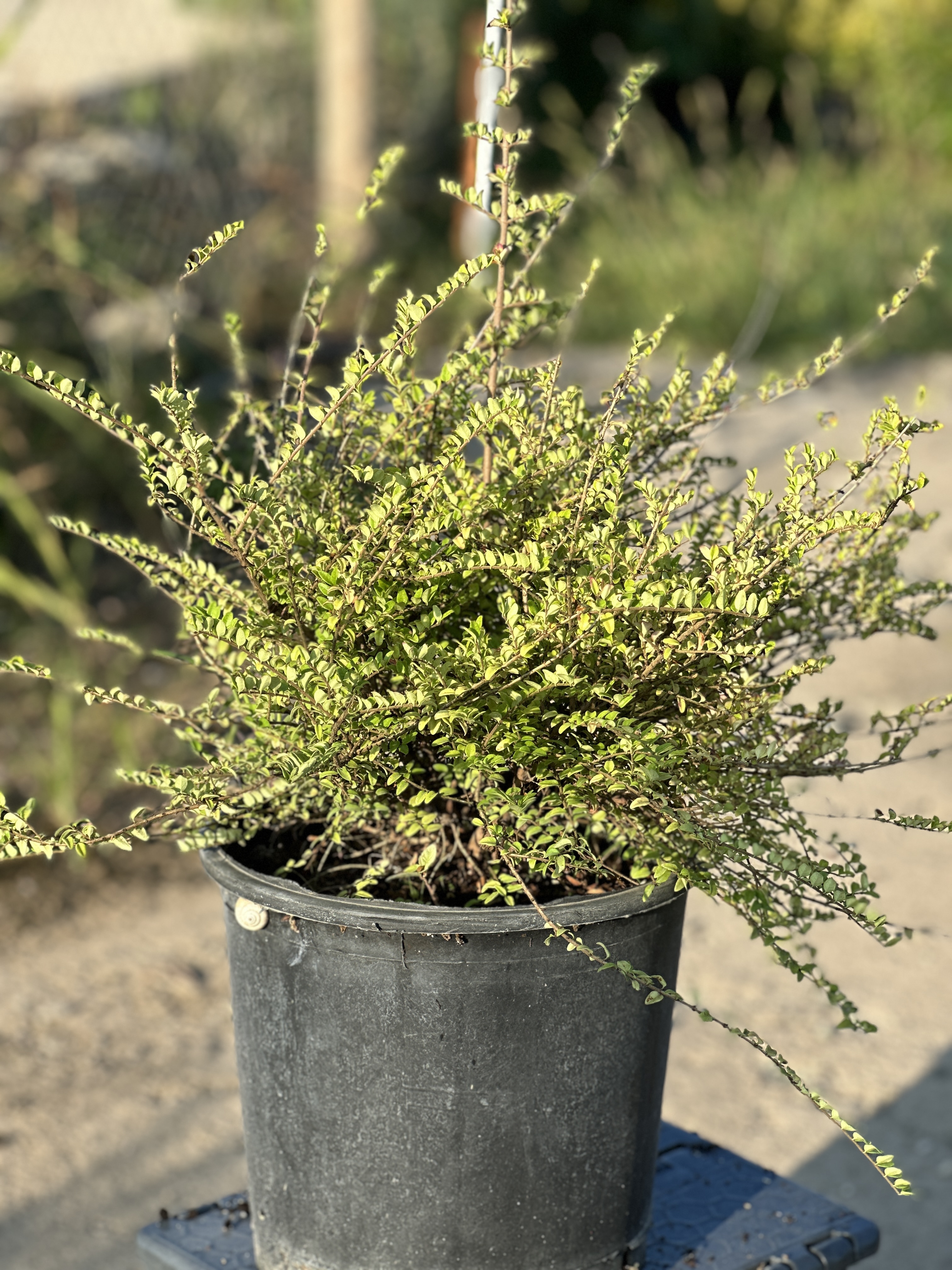 Lonicera Nitida