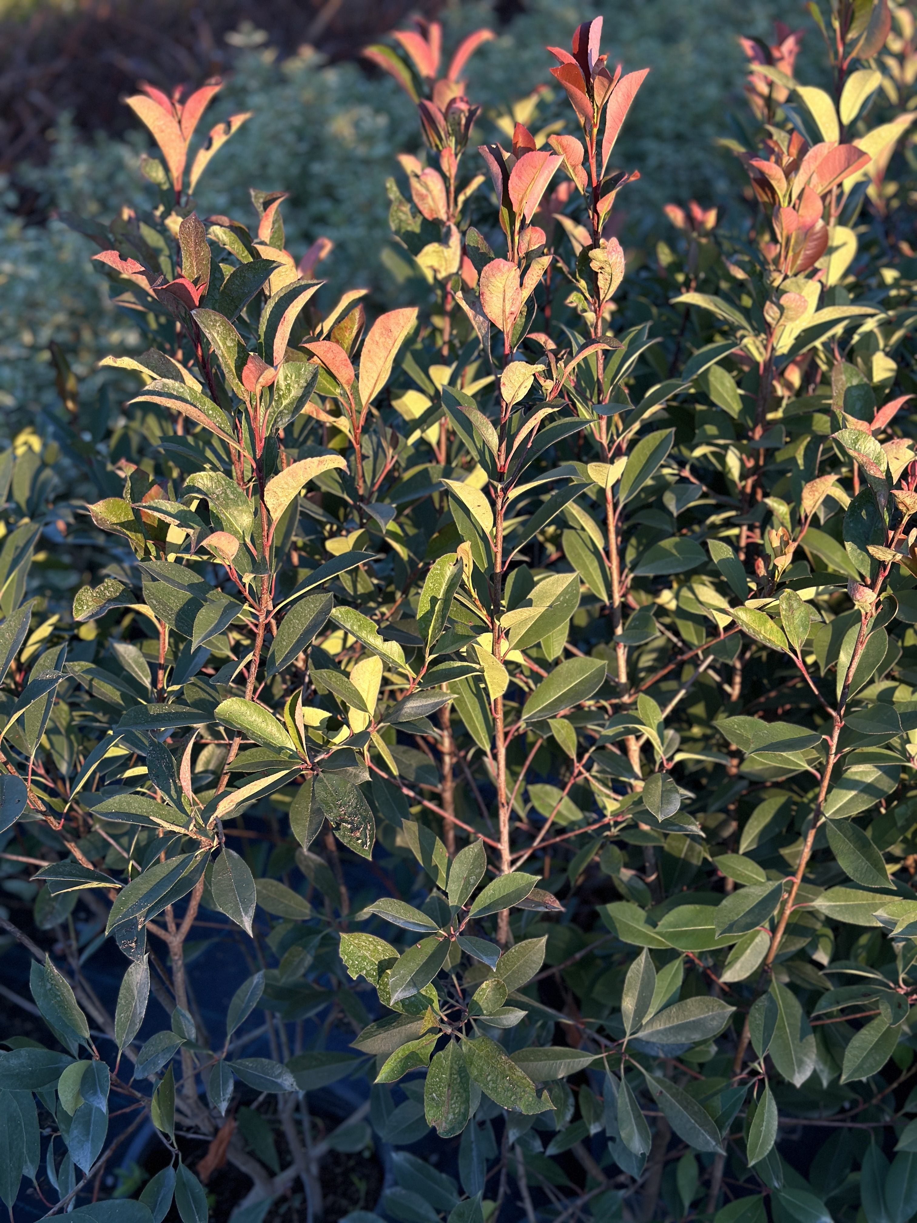Photinia Red Robin