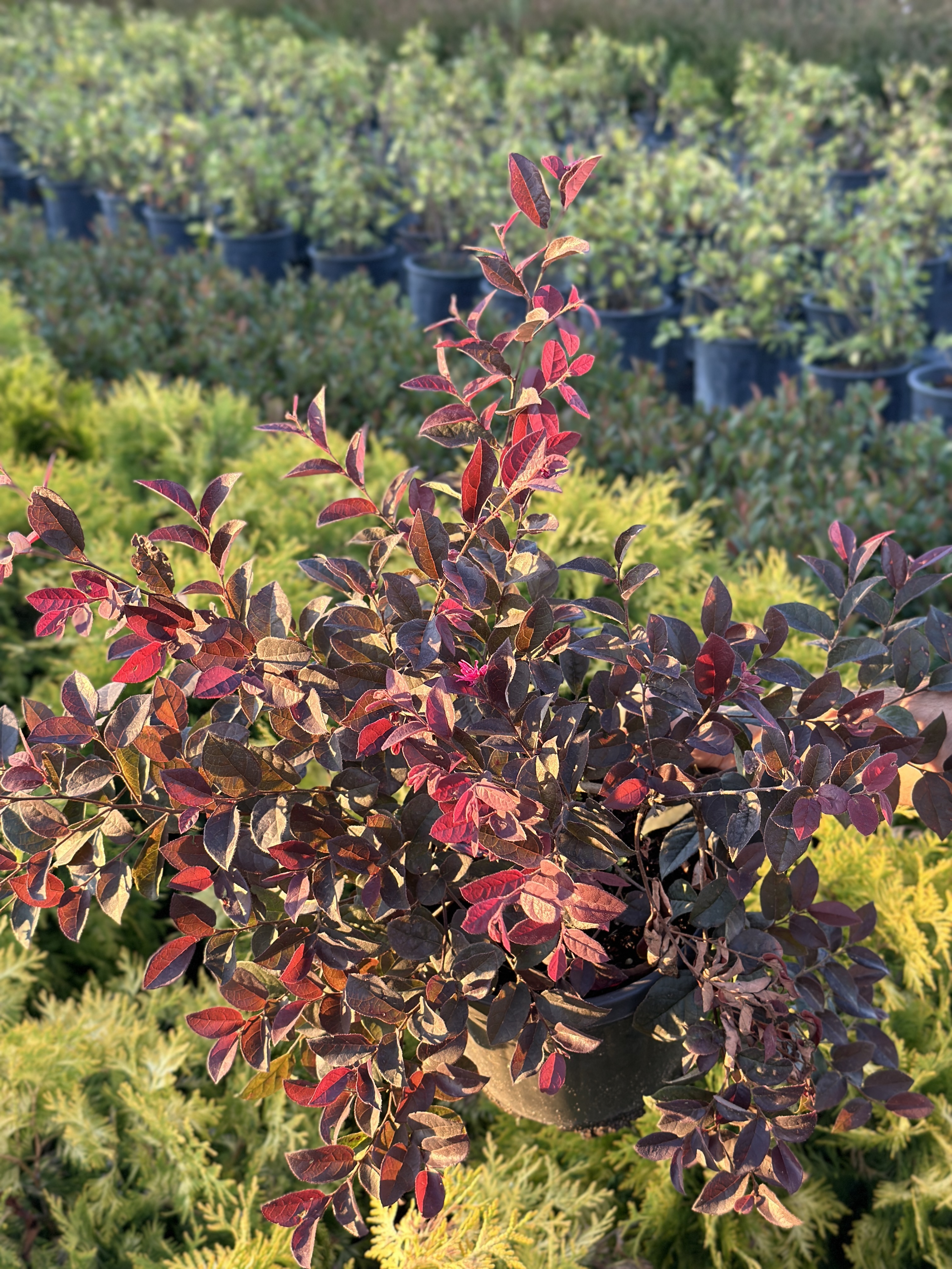 Physocarpus