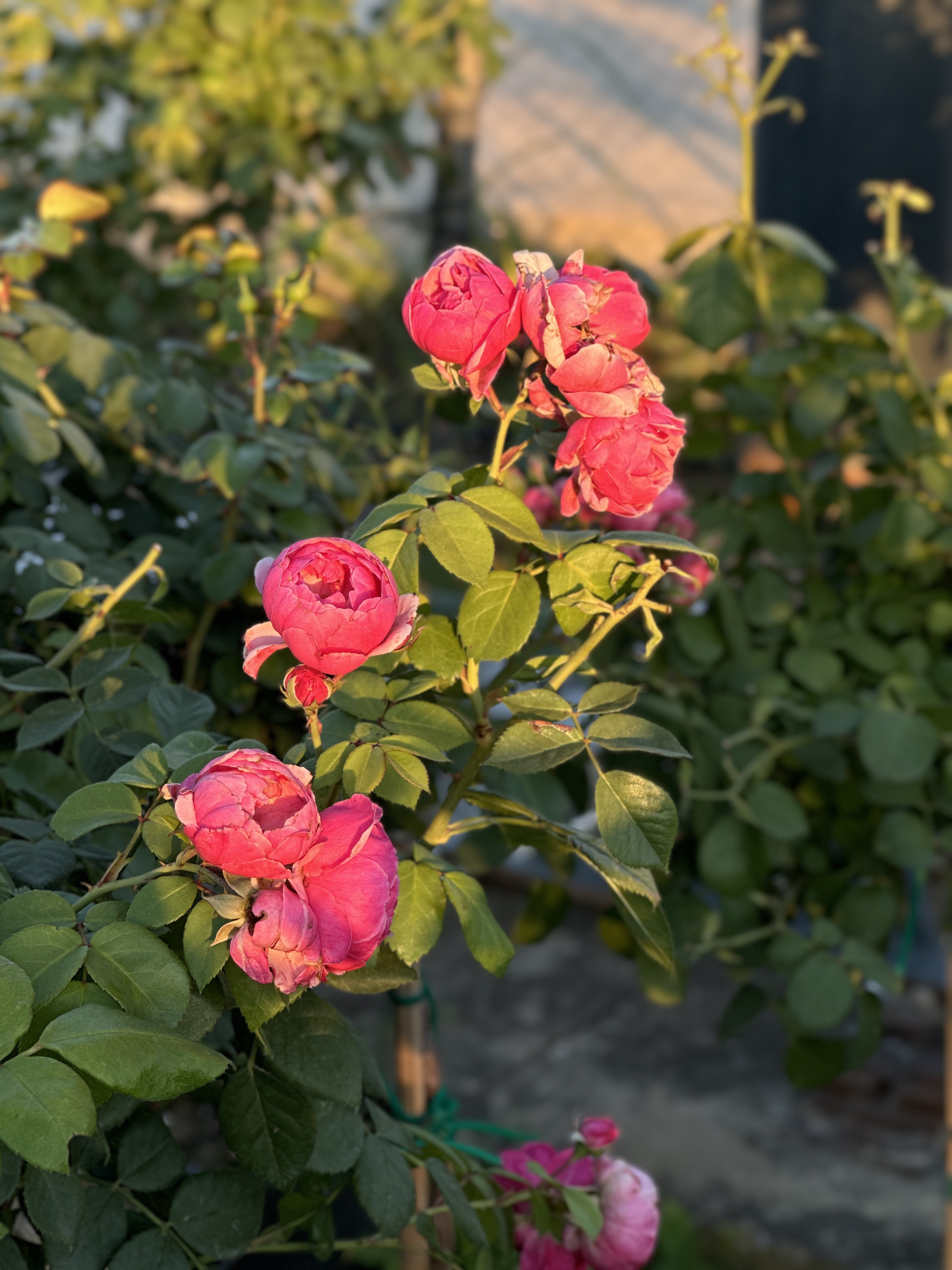 Rosa Half Tige