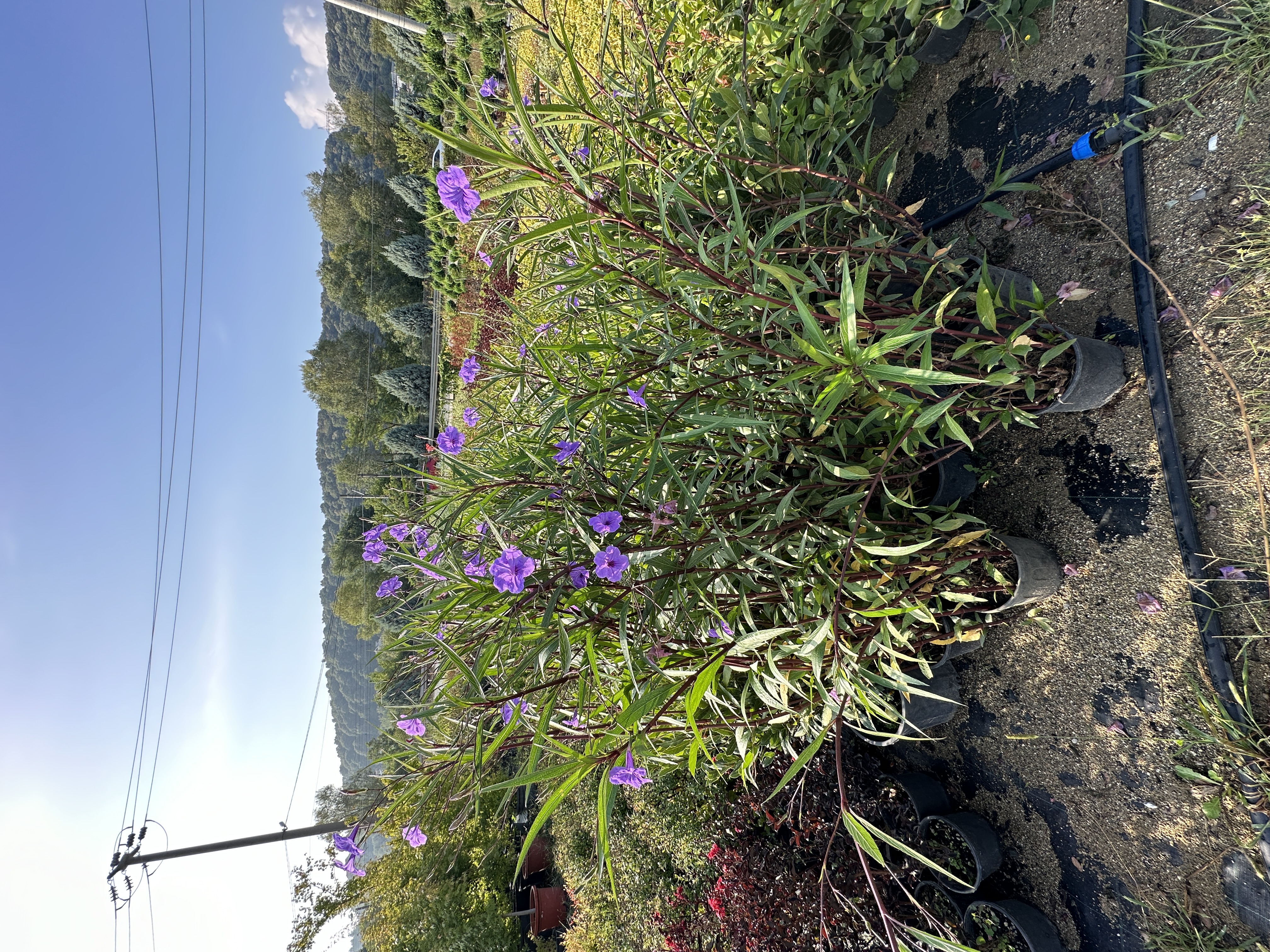 Ruellia Simplex'